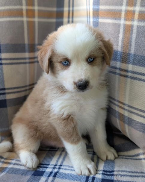 Liebevolle Australian Shepherd Welpen suchen ein liebevolles Zuhause
