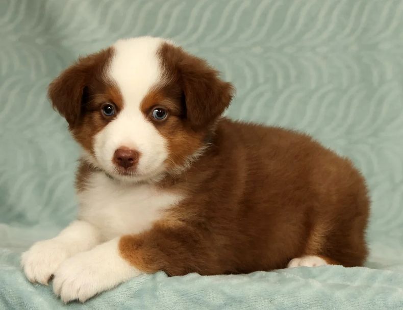 Liebevolle Australian Shepherd Welpen suchen ein liebevolles Zuhause