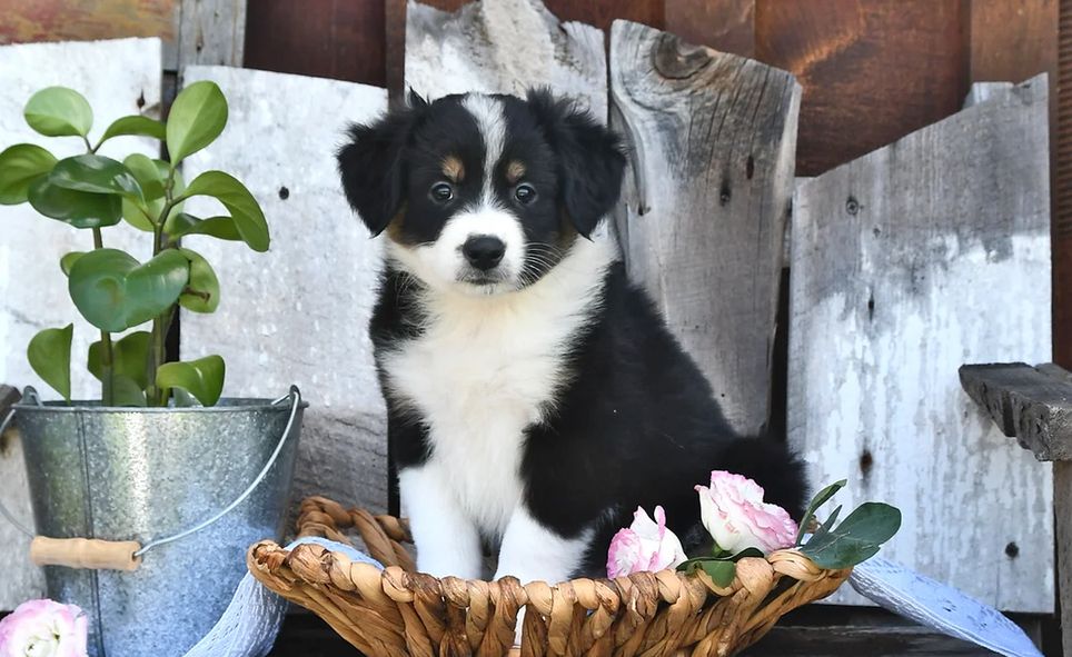 Liebevolle Australian Shepherd Welpen suchen ein liebevolles Zuhause