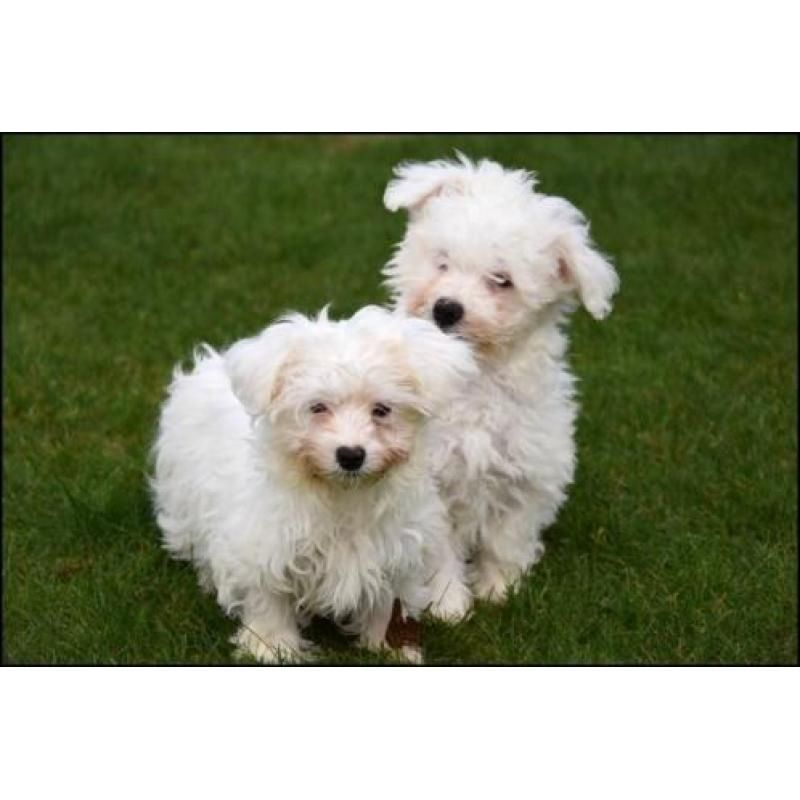 Bishon Frise Welpen