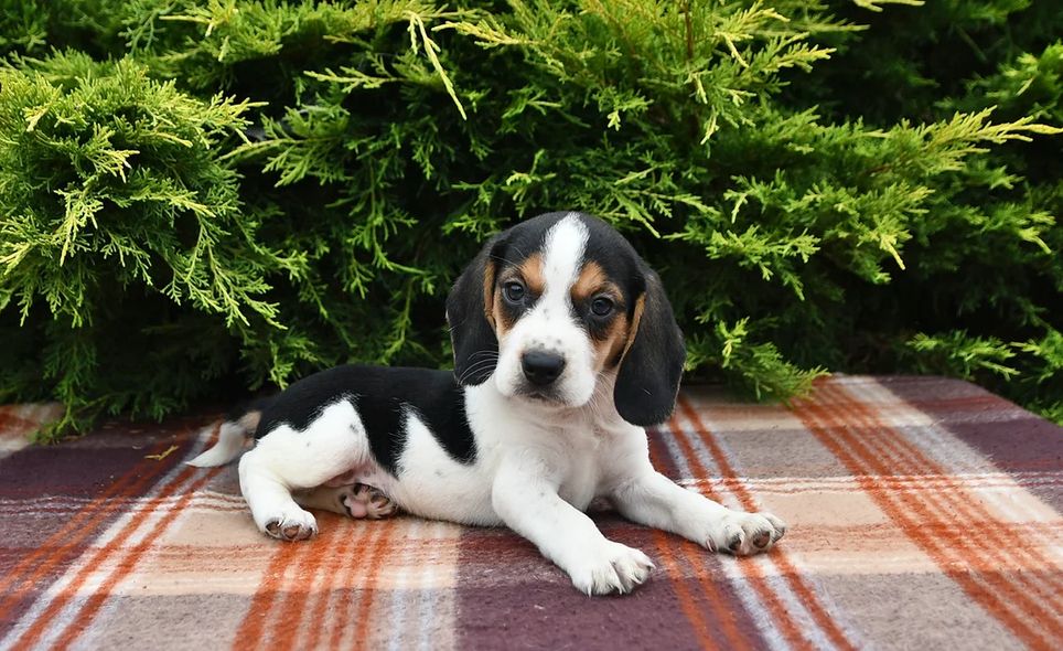 Niedliche Beagle-Welpen abzugeben