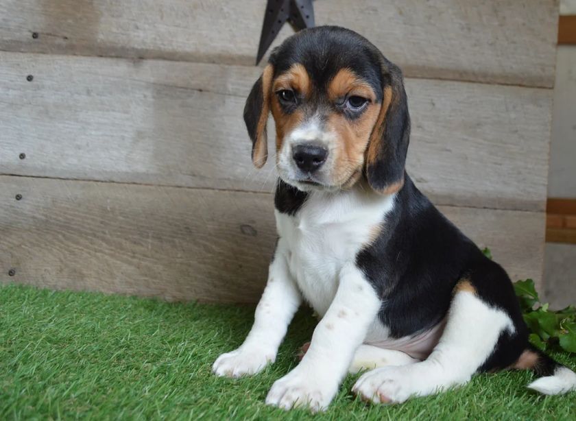 Niedliche Beagle-Welpen abzugeben