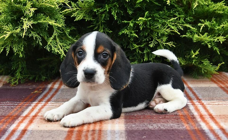 Niedliche Beagle-Welpen abzugeben