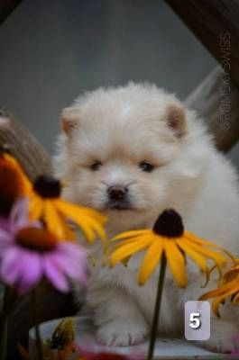 Chow-Chow-Welpen