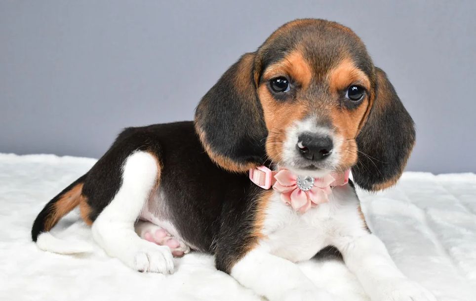 Niedliche Beagle-Welpen abzugeben