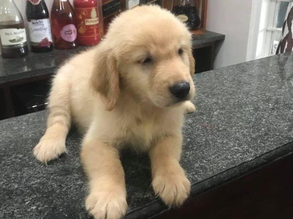 Labrador-Welpen mit KC-Registrierung