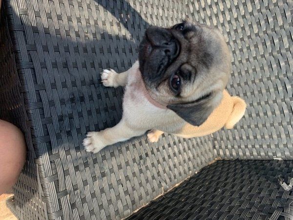 Mops-Welpen
