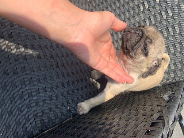 Mops-Welpen