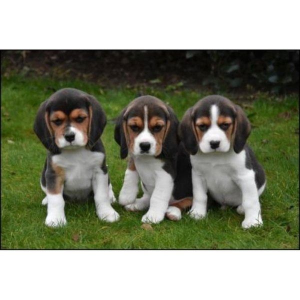 Beagle Welpen, sozialisiert