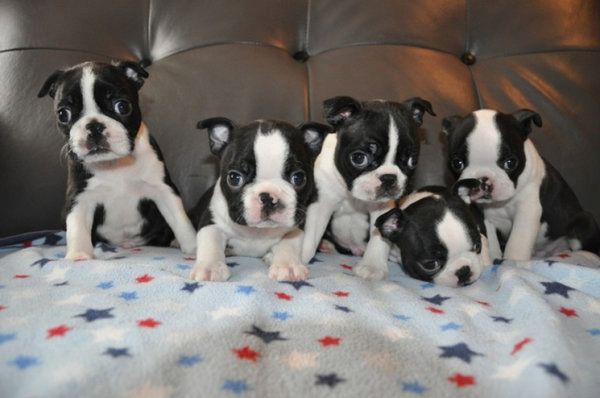 Bullterrier-Welpen