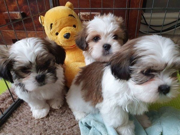 Shih-Tzu-Welpen