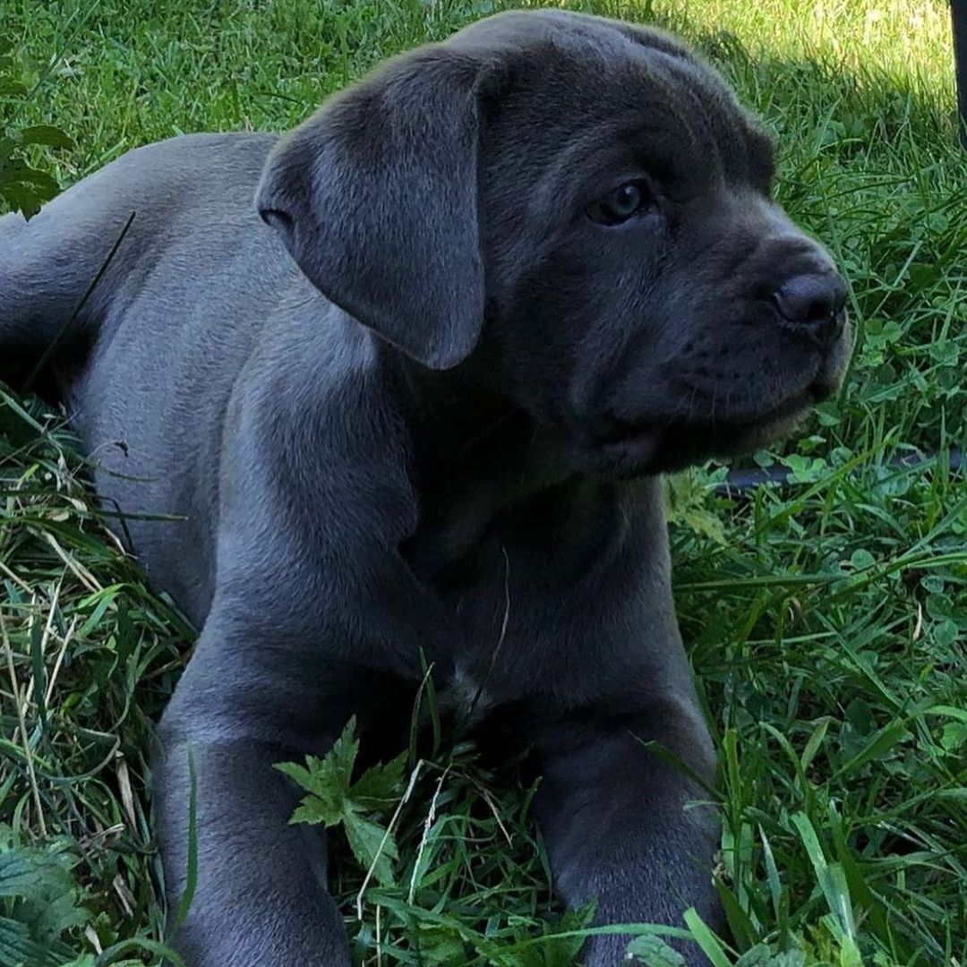 Cane-Corso-Welpen (blau)