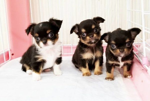 Chihuahua-Welpen