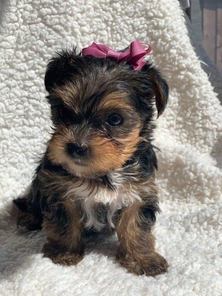 Yorkie Welpen