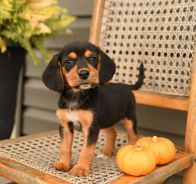 Niedliche Beagle-Welpen abzugeben