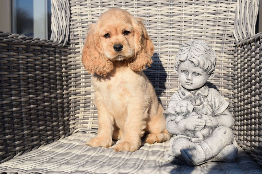 Cocker-Spaniel-Welpen