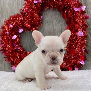 Französische Bulldoggen