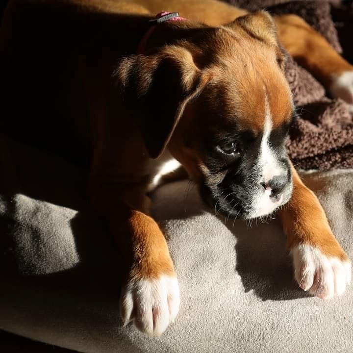 Boxer-Welpen – ab sofort abgabebereit.