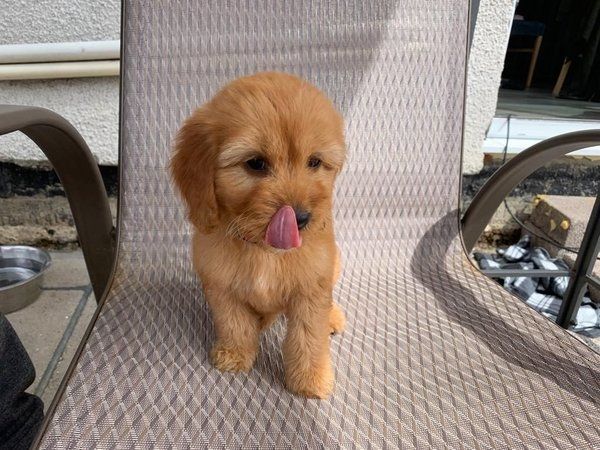 Cockapoo-Welpen für liebevolles Zuhause