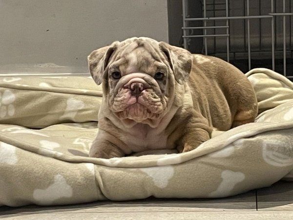 Englische Bulldogge zu verkaufen