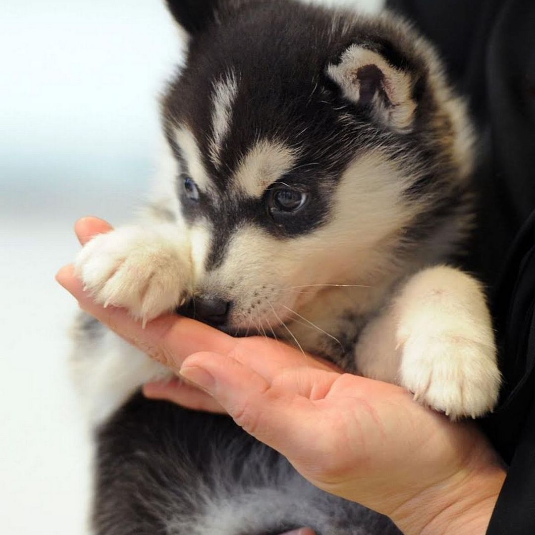 Pomsky-Welpe