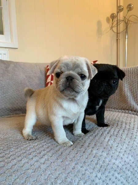 Französische Bulldoggen