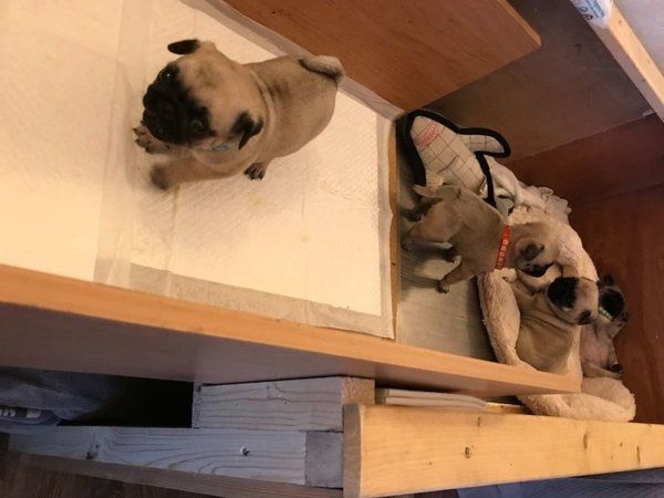 Mops-Welpen