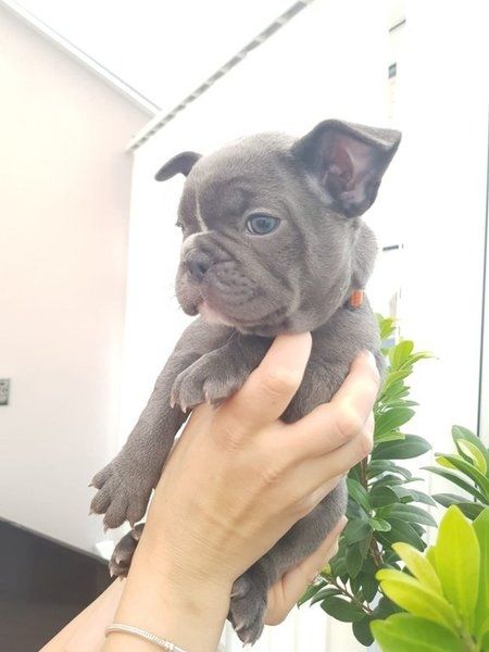 Französische Bulldoggen