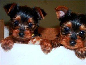 Yorkie Welpen