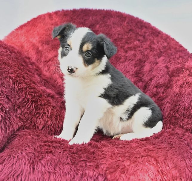 Border-Collie-Welpen suchen ein liebevolles Zuhause
