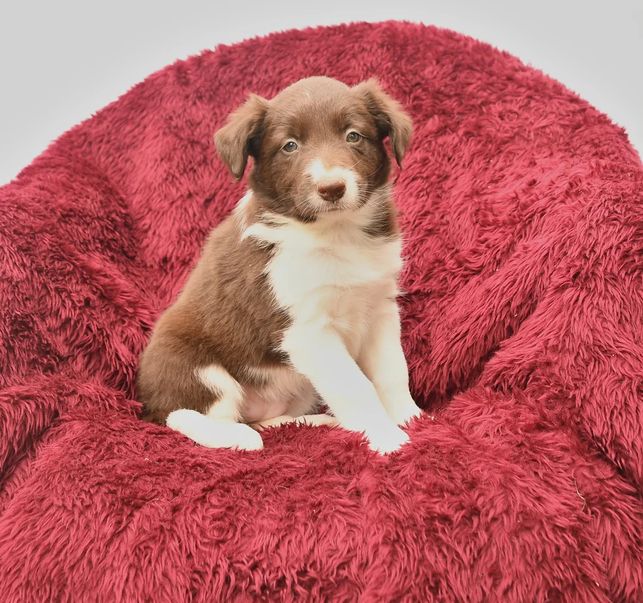 Border-Collie-Welpen suchen ein liebevolles Zuhause