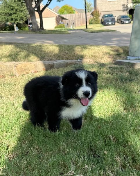 Border-Collie-Welpen suchen ein liebevolles Zuhause