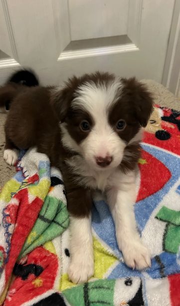 Border-Collie-Welpen suchen ein liebevolles Zuhause