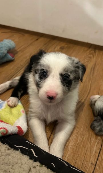 Border-Collie-Welpen suchen ein liebevolles Zuhause