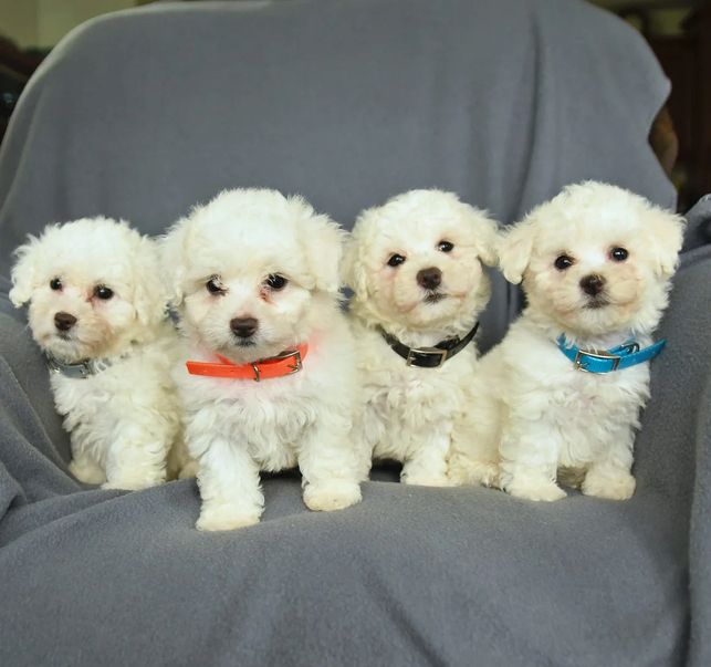 Wunderschöne Bichon Frisé Welpen für die ganze Familie