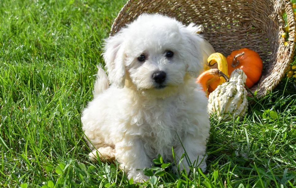 Wunderschöne Bichon Frisé Welpen für die ganze Familie