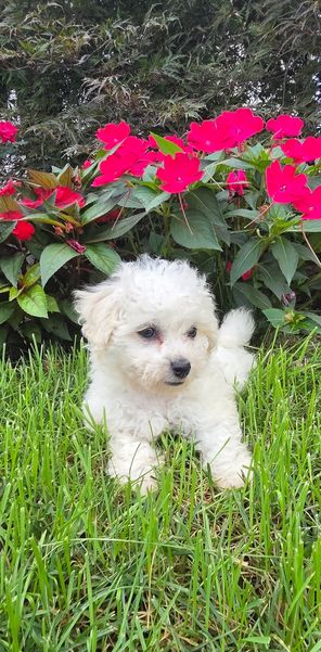 Wunderschöne Bichon Frisé Welpen für die ganze Familie