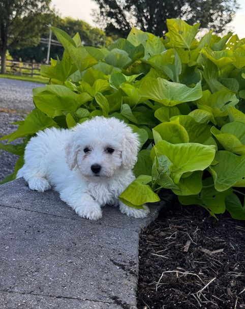 Wunderschöne Bichon Frisé Welpen für die ganze Familie
