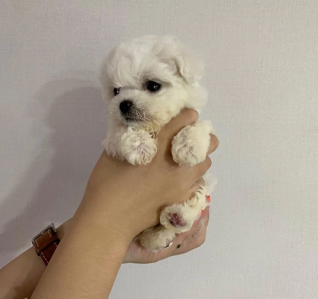 Wunderschöne Bichon Frisé Welpen für die ganze Familie