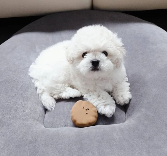 Wunderschöne Bichon Frisé Welpen für die ganze Familie