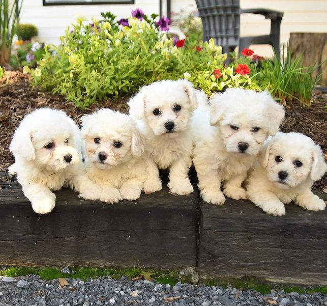 Wunderschöne Bichon Frisé Welpen für die ganze Familie