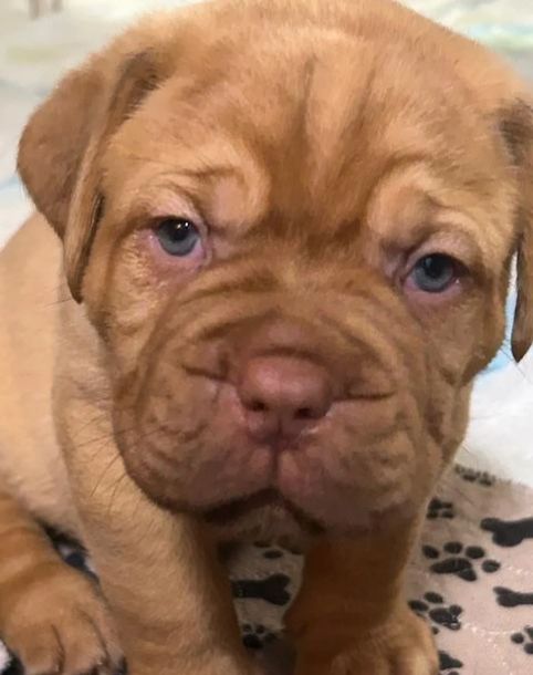 Freundliche Bordeauxdoggenwelpen suchen liebevolle Besitzer