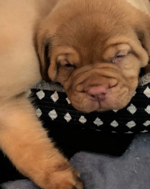 Freundliche Bordeauxdoggenwelpen suchen liebevolle Besitzer