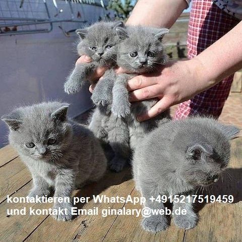 Wunderschöne Britisches Kurzhaar Kätzchen