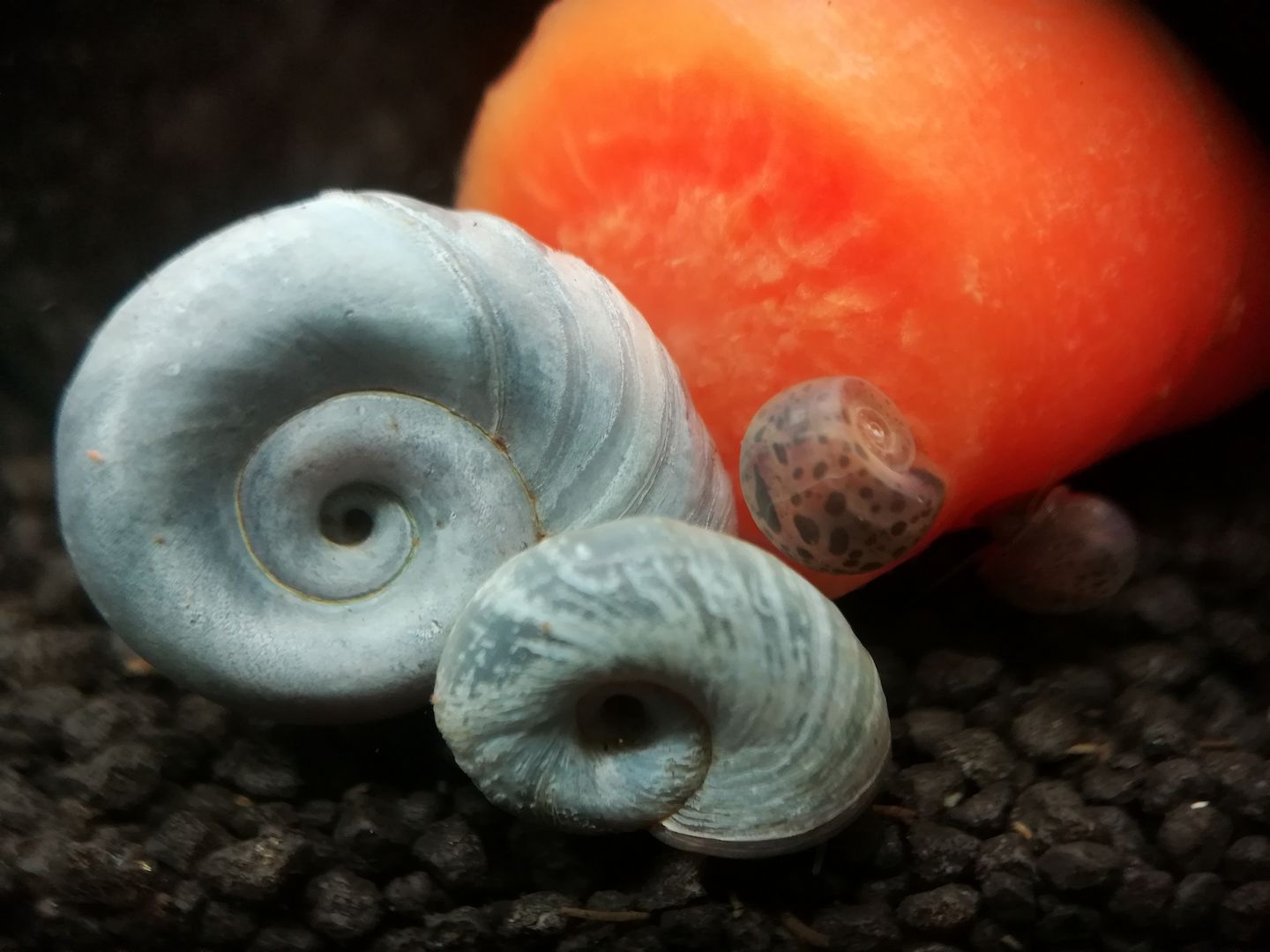 wunderschöne blaue Posthornschnecken 1 Stück = 1 Euro