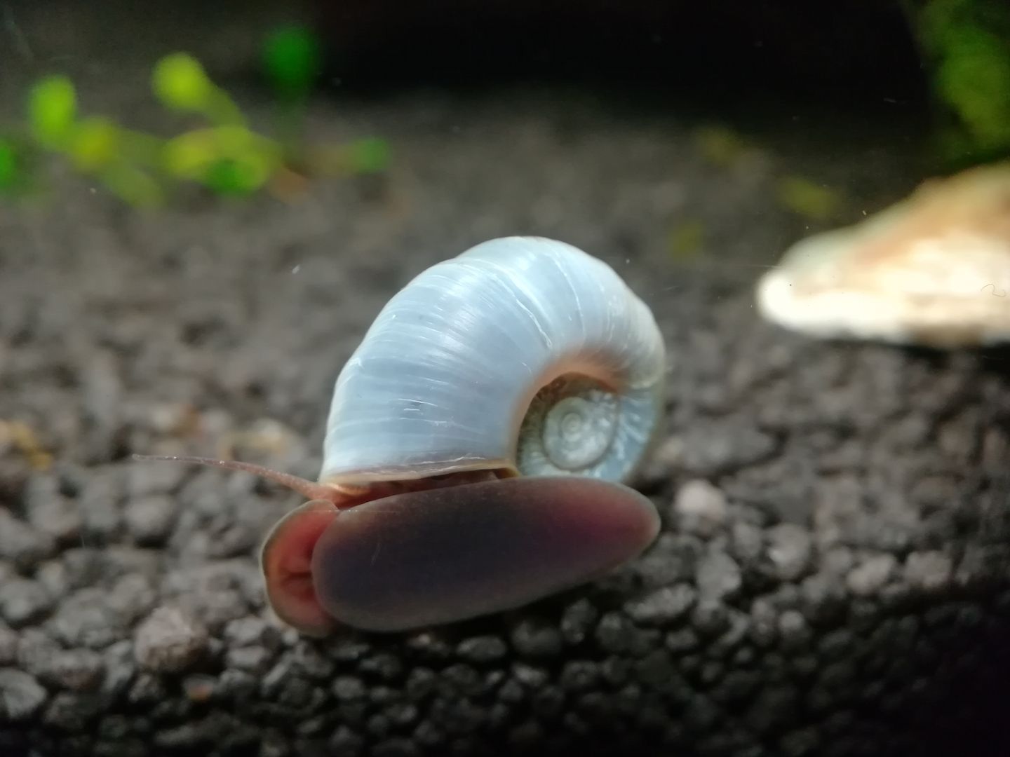 wunderschöne blaue Posthornschnecken 1 Stück = 1 Euro