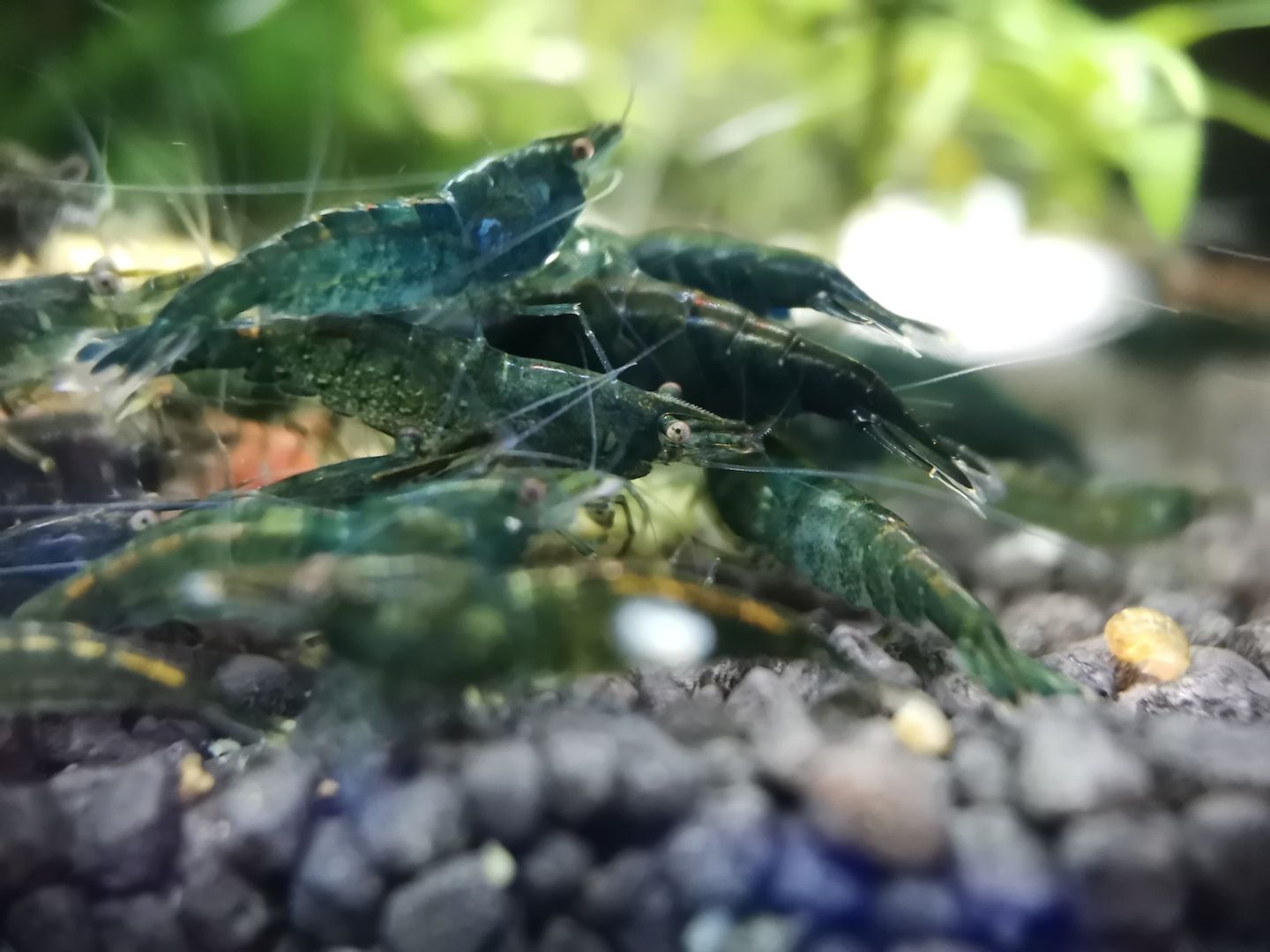 Dark Green Jade Garnelen (Neocaridina davidi) grün
