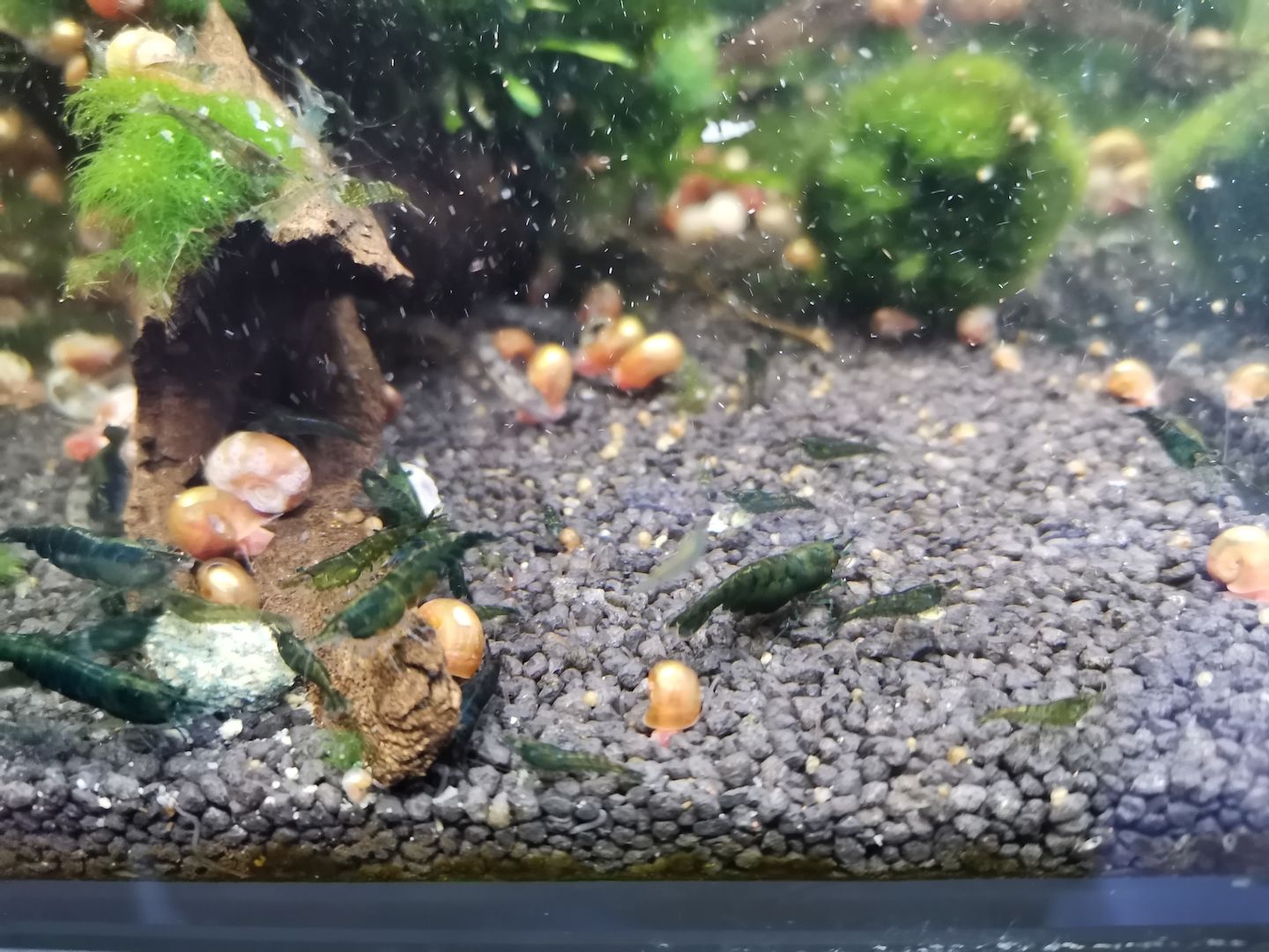 Dark Green Jade Garnelen (Neocaridina davidi) grün