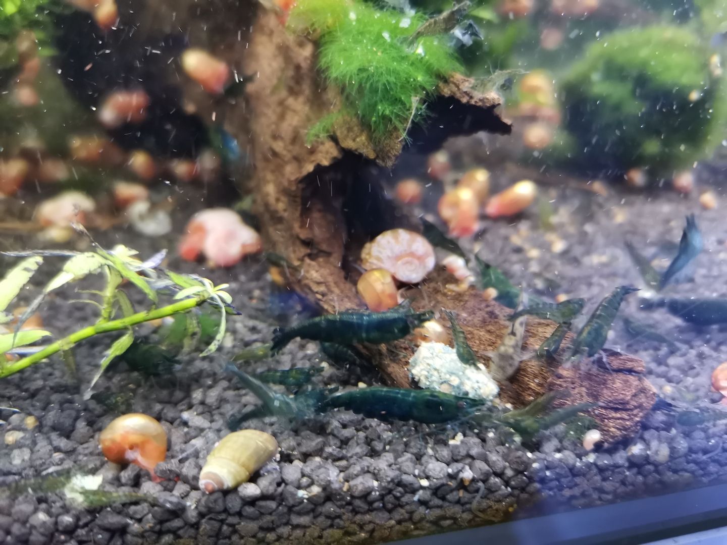 Dark Green Jade Garnelen (Neocaridina davidi) grün