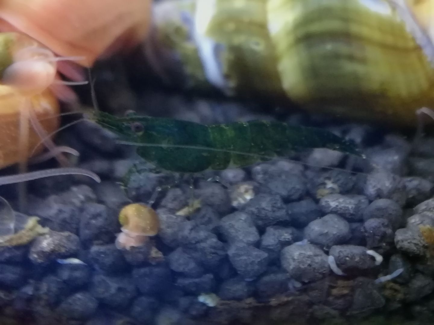 Dark Green Jade Garnelen (Neocaridina davidi) grün